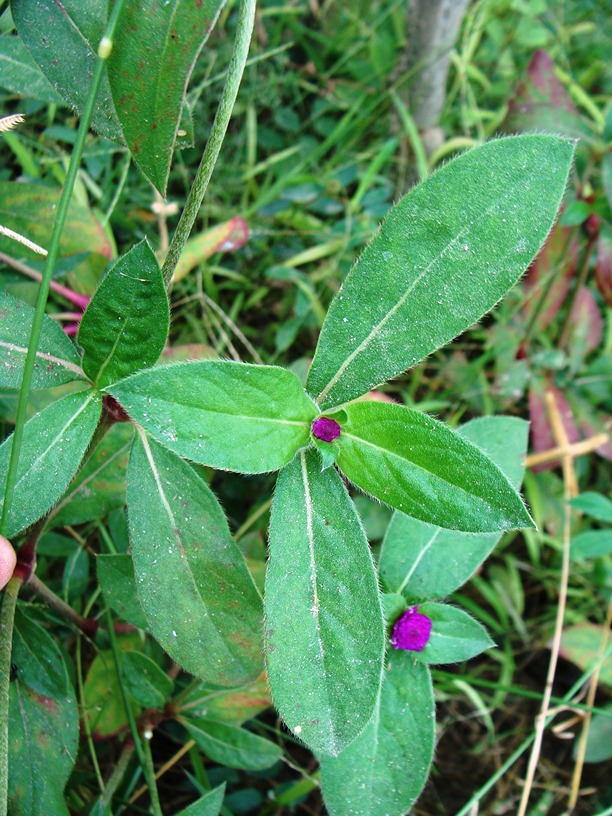 Gomphrena globosa